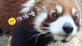 馍馍吃瓜事件,网络舆论的狂欢与反思