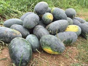 惠州杨村吃瓜记,一场别开生面的夏日吃瓜盛宴