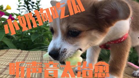 吃瓜狗被咬,揭秘背后真相