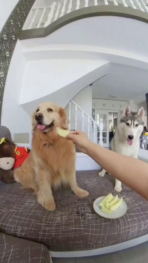 小狗可以吃生瓜吗怎么吃,小狗能否享用？正确食用方法揭秘