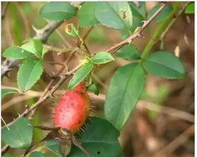 吃瓜金江甜甜,揭秘网红美食背后的甜蜜故事