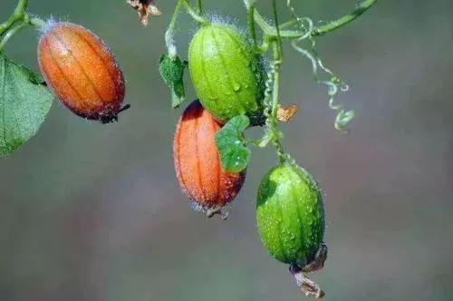 在线吃宁王瓜,体验别样田园风情