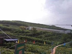 范县吃瓜事件相关,一场引发社会热议的网络风波