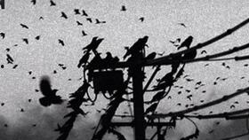 乌鸦吃瓜吗,揭秘鸟类饮食习惯之谜