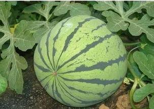 西瓜从小瓜到大瓜多久可以吃,从嫩瓜到熟瓜的蜕变之旅